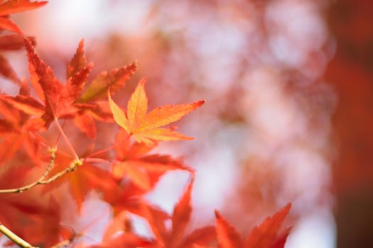 Macro details of Vibrant Japanese Autumn Maple leaves with blurred background in horizontal frame