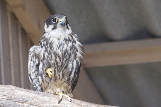 Common kestrel Falco tinnunculus is a bird of prey species belonging to the kestrel group of the falcon family Falconidae. Also known as the European kestrel, Eurasian kestrel.