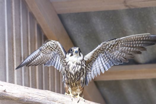 Common kestrel Falco tinnunculus is a bird of prey species belonging to the kestrel group of the falcon family Falconidae. Also known as the European kestrel, Eurasian kestrel.