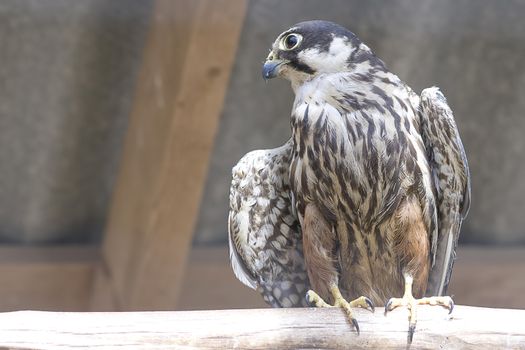 Common kestrel Falco tinnunculus is a bird of prey species belonging to the kestrel group of the falcon family Falconidae. Also known as the European kestrel, Eurasian kestrel.