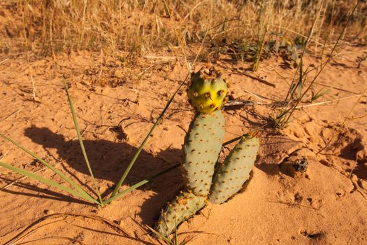 A lone "never say die" cactus in Zion National Park. Utah.