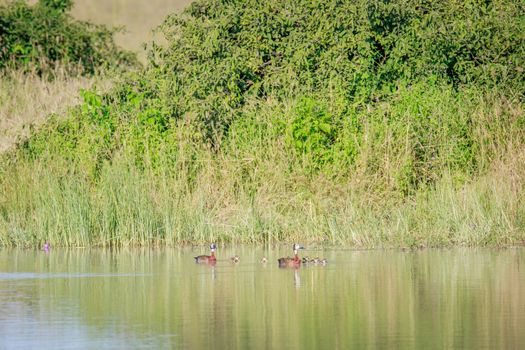 Family of White-faced whistling ducks in the Okavango delta, Botswana.