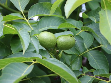 Fresh Green Walnuts on Walnut Tree with Background