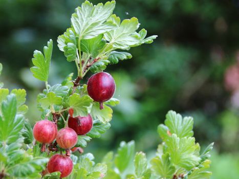 Fresh Ripe Gooseberry Closeup with Green Branch Background