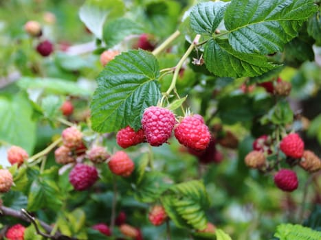 Fresh Ripe Raspberry Closeup with Green Branch Background