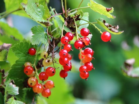 Fresh Ripe Red Currant Berries Closeup with Green Branch Background