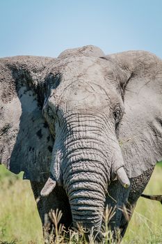 Elephant starring at the camera in the Chobe National Park, Botswana.