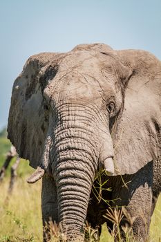 Elephant starring at the camera in the Chobe National Park, Botswana.