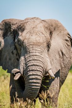 Elephant starring at the camera in the Chobe National Park, Botswana.