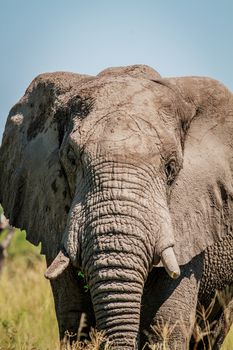 Elephant starring at the camera in the Chobe National Park, Botswana.