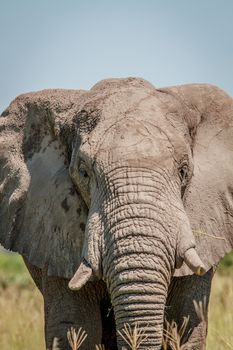 Elephant starring at the camera in the Chobe National Park, Botswana.