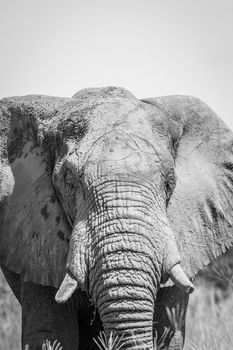 Elephant starring at the camera in black and white in the Chobe National Park, Botswana.