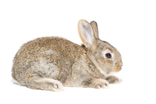 Rabbit, rabbit on a white background, Russia, Tambov, Summer (June)