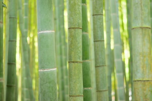 Lush green Japanese Bamboo forests background in horizontal frame