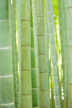 Lush green Japanese Bamboo forests background in vertical frame