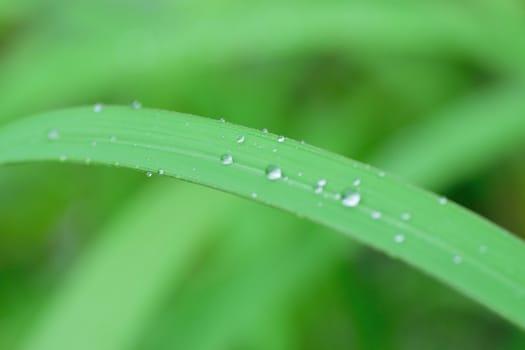 Macro texture of rain water droplets on green grass in horizontal frame