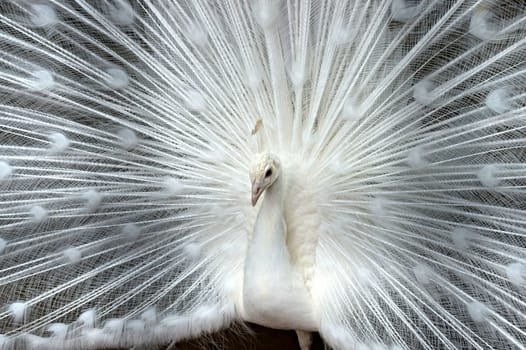 white peacock shows its tail close-up