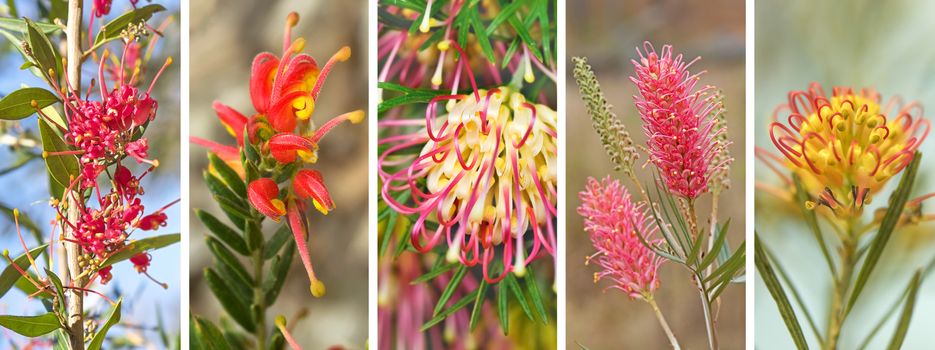 Panorama banner of spring and winter spring, winter, flowers of Australian native  Grevillea wildflowers
