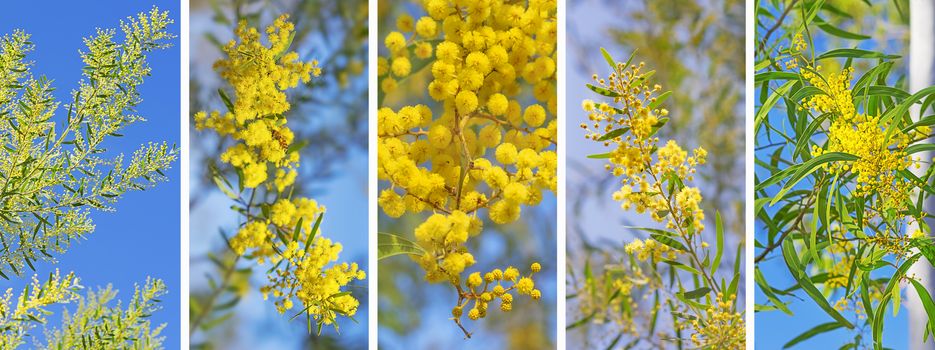 Panoramic banner background of Australian golden wattle Acacia against blue sky