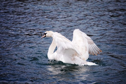 White Swan on the Lake close up