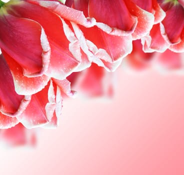 Beautiful red tulip on a pink background