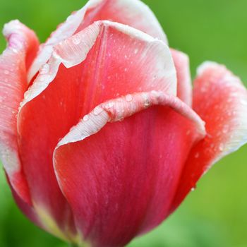 Beautiful red tulip on a green background