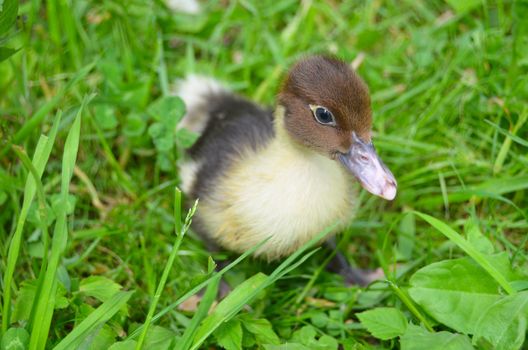 The little musk duck on green grass