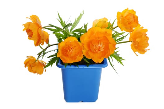 Orange flowers in a flower pot isolated