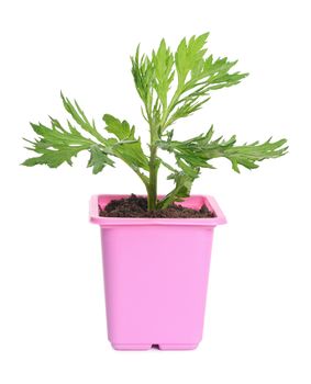 Green plant in a flower pot isolated