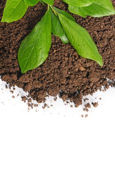 Plant growing in soil isolated on white