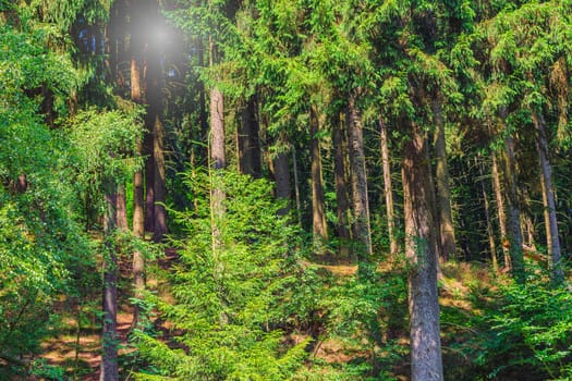 Sunlight streams through tall trees in a forest clearing.