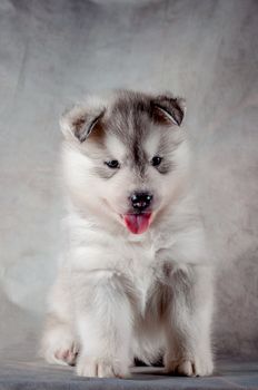 Siberian husky puppy close up on background .