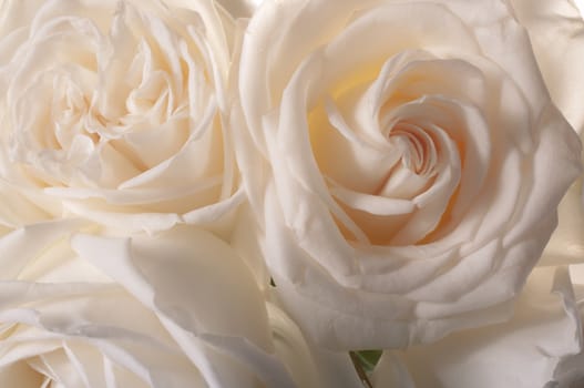 rose flowers close up on background.