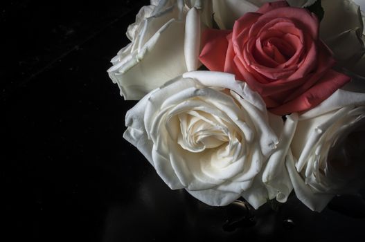 rose flowers close up on background.