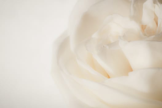 rose flowers close up on background.