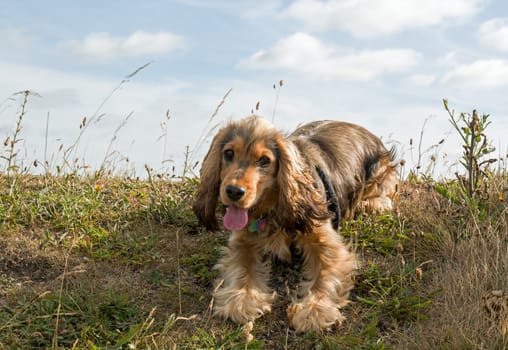 English Show Cocker Spaniel puppy resting and panting  on grassy bank with sky behind