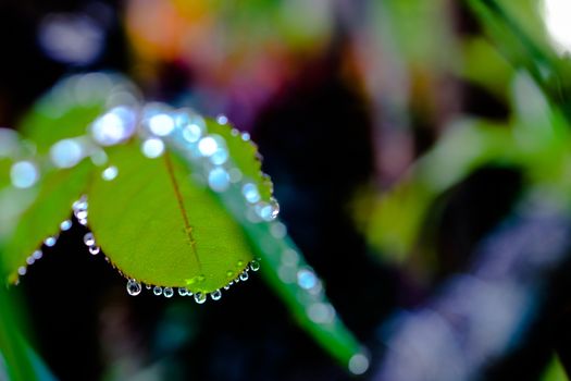 water drops in fresh garden.
