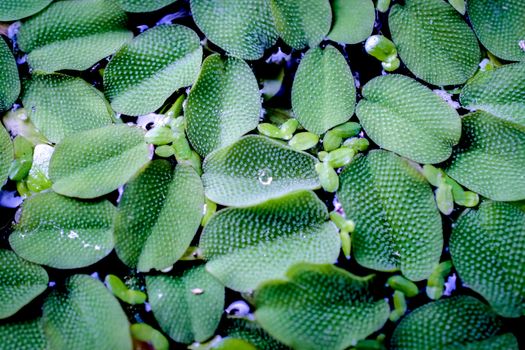 water drops in fresh garden.
