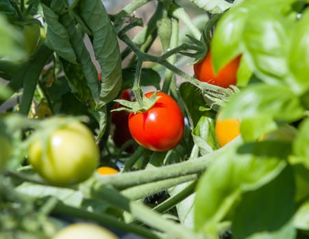 Tomatoes ripening in summer sun