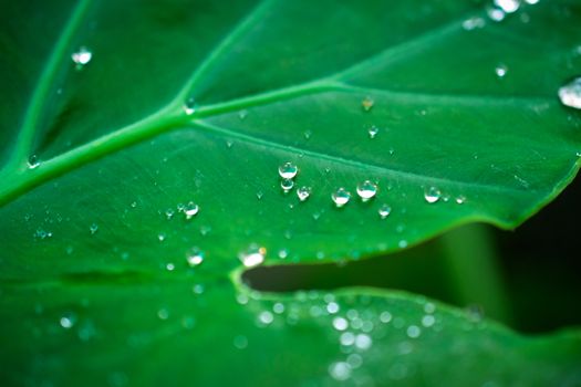 water drops in fresh garden.
