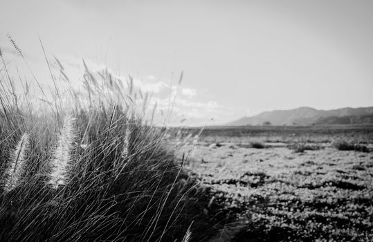 fields of grass for background