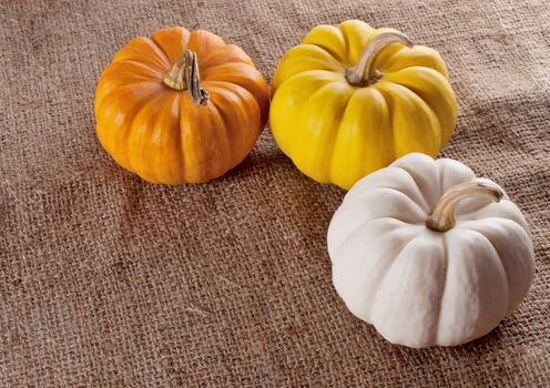 pumpkins close up isolated on white.