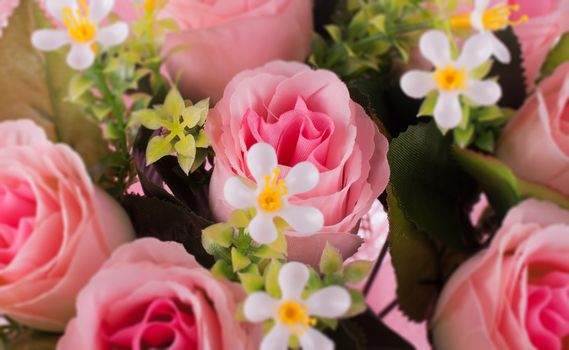 rose flowers close up on background.