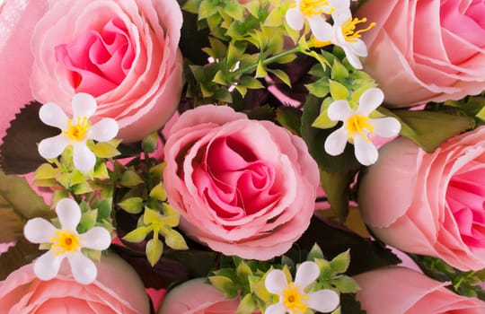 rose flowers close up on background.