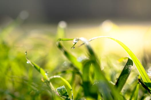 water drops in fresh garden.