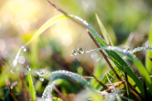 water drops in fresh garden.