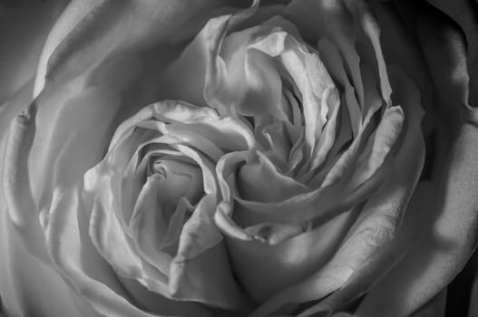 rose flowers close up on background.