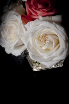 rose flowers close up on background.