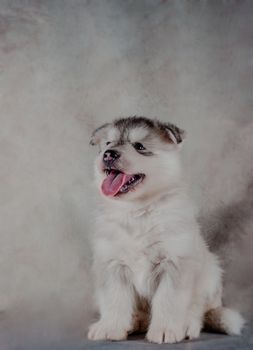 Siberian husky puppy on background