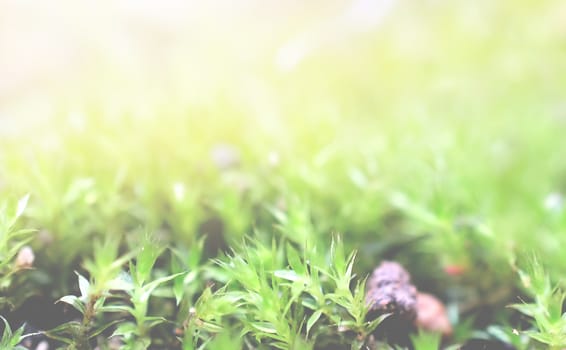 fields of grass for background
